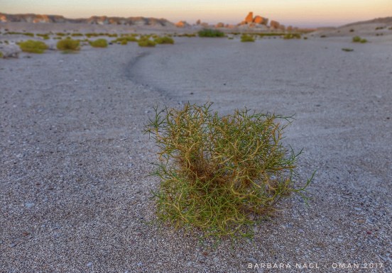 2016-12-29_14-31-39_940